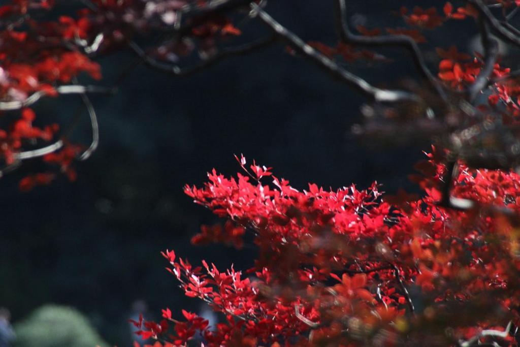Tora Hotel Tokyo-Rikugienn 寅ホテル 六義園 C Екстериор снимка